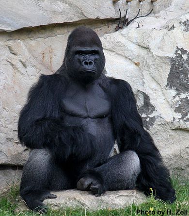 800lb gorilla