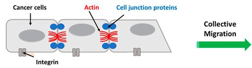 cancer cell