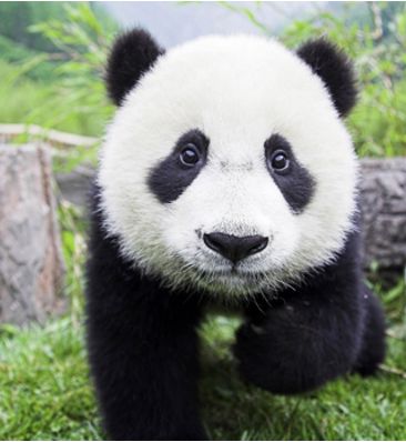 panda