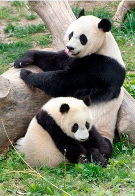 panda bear