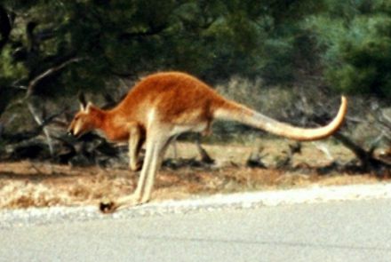 red kangaroo