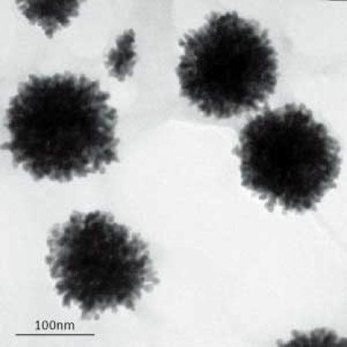 Gold nano-crystals grown in star fruit juice formed flower-shaped structures