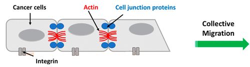 Gold Nanorod Photothermal Therapy Alters Cell Junctions and Actin Network