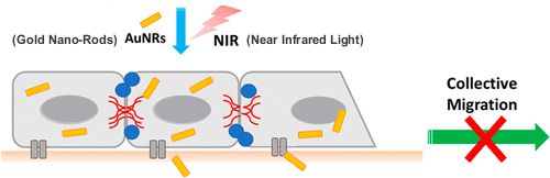 GoldNanoRod-NIR-ActinStudy