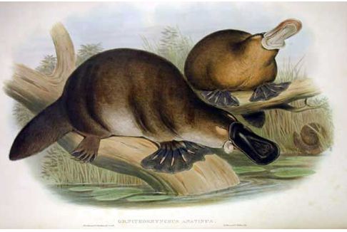 australian platypus