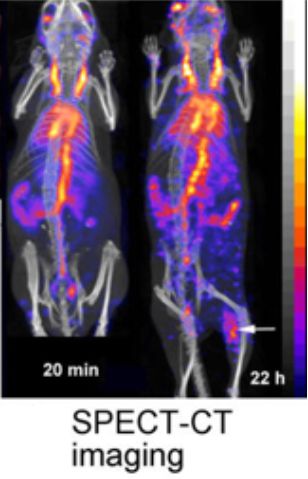 gold nano-particle spect_ct imaging