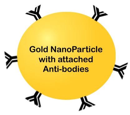 gold nanoparticle with anti-bodies