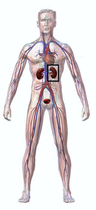 Kidneys in a Human Body