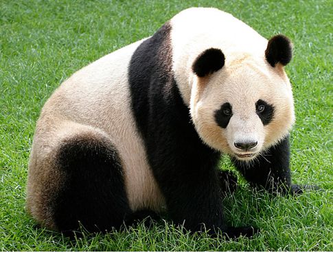 giant panda bear