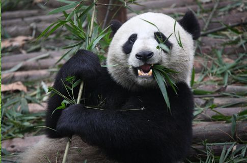 Real Panda 5