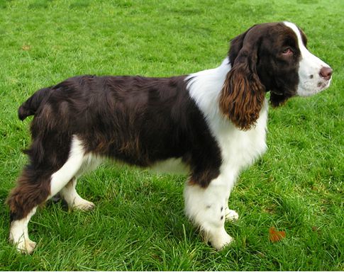 Springer Spaniel